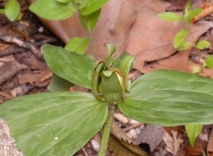 Trillium viride