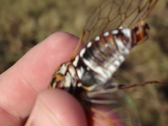 Megatibicen tremulus