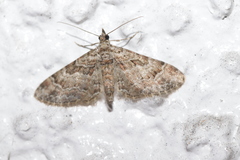 Gymnoscelis rufifasciata