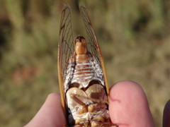 Megatibicen tremulus