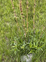 Penstemon cyaneus
