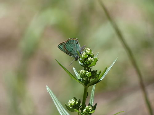 Western Green Hairstreak photo 5