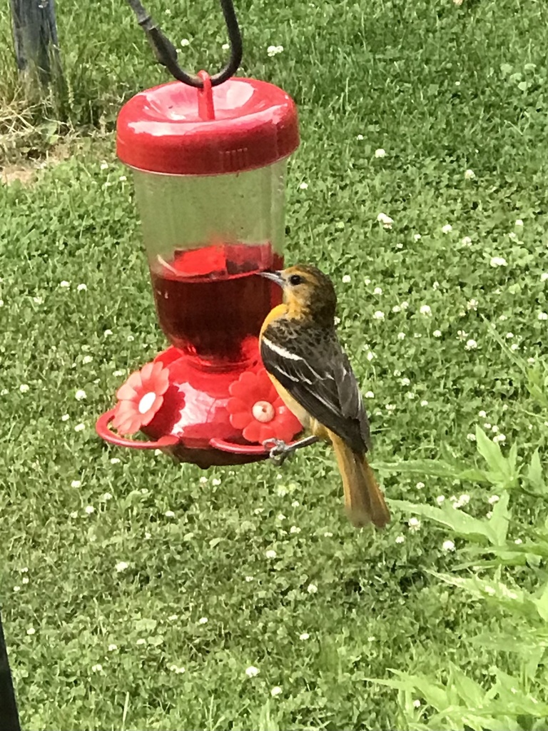 Baltimore Oriole from Minot St, Falmouth, MA, US on June 11, 2022 at 06 ...