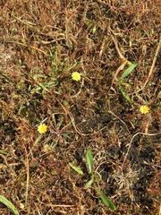Microseris bigelovii