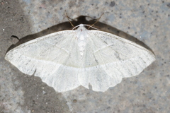 Campaea margaritaria