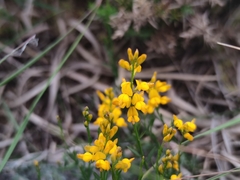 Genista micrantha