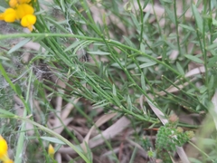 Genista micrantha
