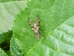 Otites formosa