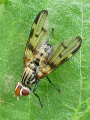 Otites formosa