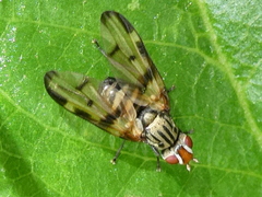 Otites formosa