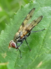 Otites formosa