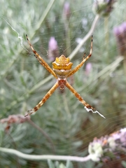 Argiope argentata