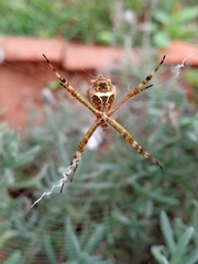 Argiope argentata
