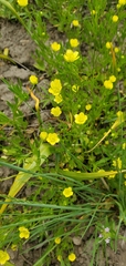 Ranunculus arvensis