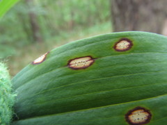 Phyllosticta cruenta