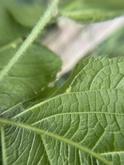 Celticecis acuminata