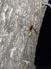 Megarhyssa macrurus icterosticta