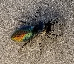 Salticus peckhamae