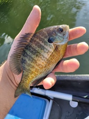 Lepomis macrochirus