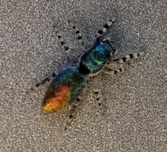 Salticus peckhamae