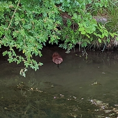 Ondatra zibethicus