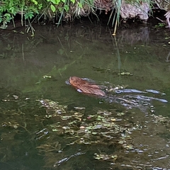 Ondatra zibethicus