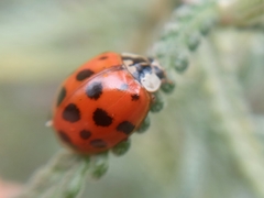 Harmonia axyridis