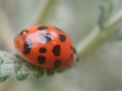 Harmonia axyridis
