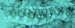 Stichopus ocellatus