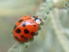Harmonia axyridis