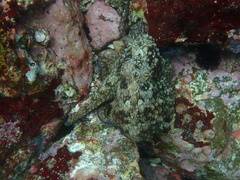 Octopus hubbsorum