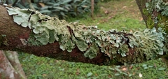 Fungi