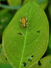 Megascelis