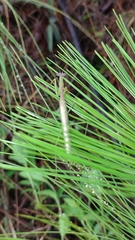 Stagmomantis nahua