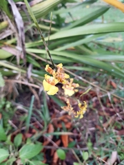 Oncidium sphacelatum