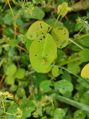 Megascelis