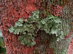 Fungi