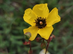 Tuberaria globulariifolia