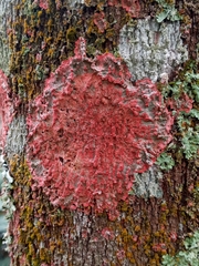 Fungi