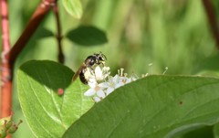 Andrena integra