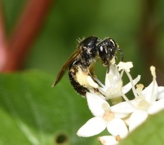 Andrena integra