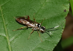 Macrophya varia