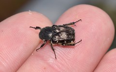 Heterocnemis graeca