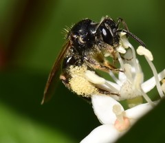 Andrena integra