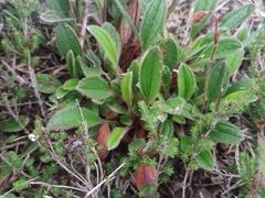 Tuberaria globulariifolia