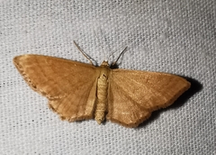 Idaea rufaria