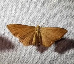 Idaea rufaria