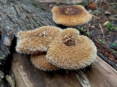 Fungi