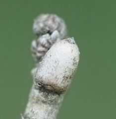 Disholcaspis cinerosa