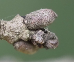 Disholcaspis cinerosa